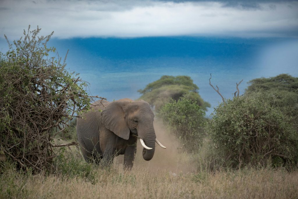 A majestic African elephant roaming in the expansive savannah, captured amidst lush greenery and open skies.