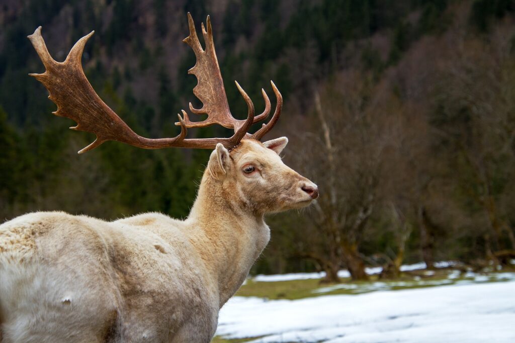 deer, fallow deer, white, animal, nature, wildlife, wild, antler, damm wild, wildlife park, cumberland, deer, deer, deer, deer, deer