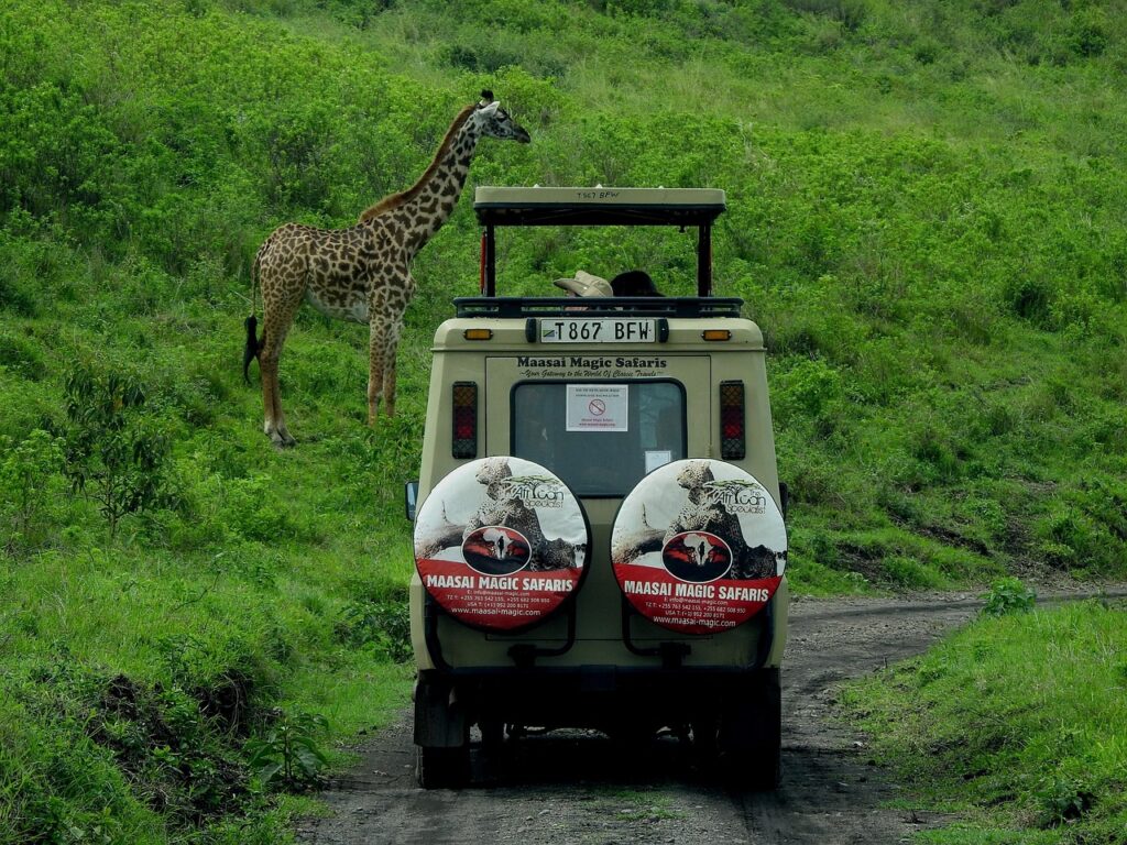 safari, giraffe, wildlife, animal, mammal, wild animal, nature, wilderness, vehicle, tour, adventure, serengeti, tanzania, africa, serengeti, serengeti, serengeti, serengeti, serengeti, tanzania, tanzania